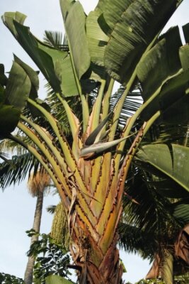 Papier peint  Strelitzia Nicolai, Gran Canaria, Espagne
