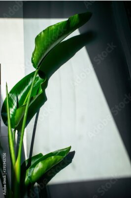 Papier peint   Strelitzia nicolai growing in the bathroom.