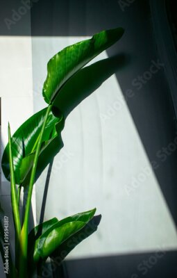 Papier peint  Strelitzia nicolai growing in the bathroom.