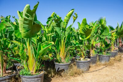Papier peint  Strelitzia nicolai grown in huge pots lined up for sale and landscaping parks, home and office space. The industry of growing plants for landscaping.