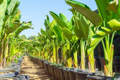 Papier peint  Strelitzia nicolai grown in huge pots lined up for sale and landscaping parks, home and office space. The industry of growing plants for landscaping.
