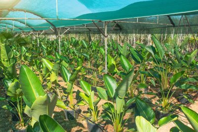 Papier peint  Strelitzia nicolai grown in huge pots lined up for sale and landscaping parks, home and office space. The industry of growing plants for landscaping.