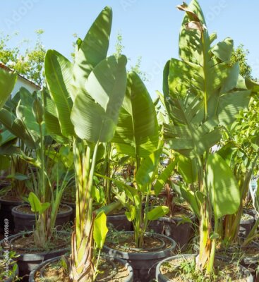 Papier peint  Strelitzia nicolai grown in huge pots lined up for sale and landscaping parks, home and office space. The industry of growing plants for landscaping.