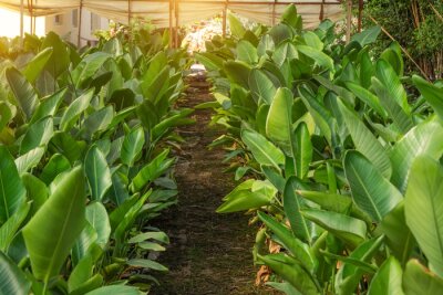 Papier peint  Strelitzia nicolai grown in huge pots lined up for sale and landscaping parks, home and office space. The industry of growing plants for landscaping.