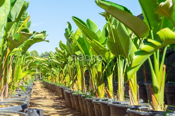 Papier peint  Strelitzia nicolai grown in huge pots lined up for sale and landscaping parks, home and office space. The industry of growing plants for landscaping.