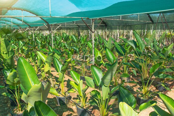 Papier peint  Strelitzia nicolai grown in huge pots lined up for sale and landscaping parks, home and office space. The industry of growing plants for landscaping.