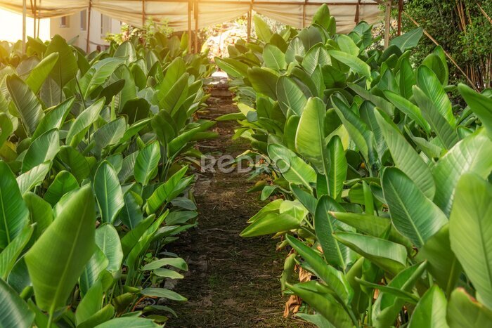 Papier peint  Strelitzia nicolai grown in huge pots lined up for sale and landscaping parks, home and office space. The industry of growing plants for landscaping.