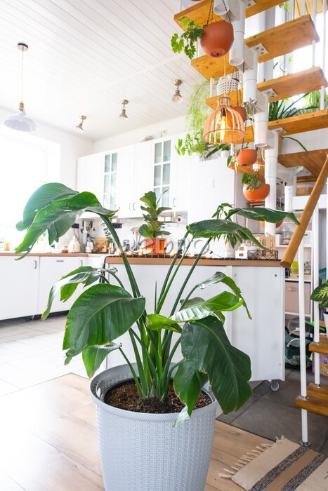 Papier peint  Strelitzia nicolai in a pot in the interior of the house in the kitchen, illuminated by garland lamps. Potted plant in a green house
