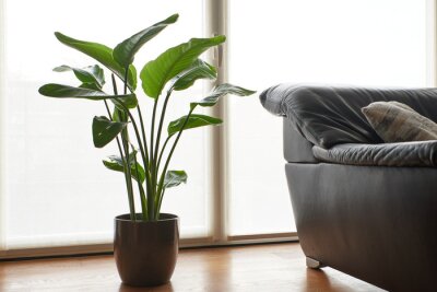 Papier peint  Strelitzia nicolai in pot next to a couch.