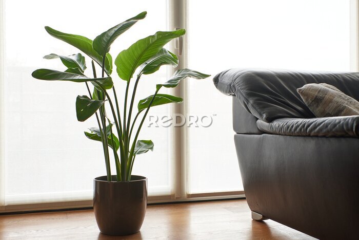 Papier peint  Strelitzia nicolai in pot next to a couch.