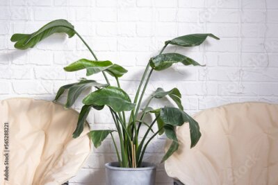 Papier peint  Strelitzia nicolai in the interior on the background of a white brick wall. Green house, potted plant