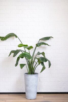 Papier peint  Strelitzia nicolai in the interior on the background of a white brick wall. Green house, potted plant