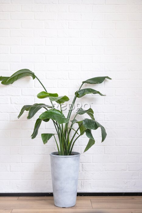 Papier peint  Strelitzia nicolai in the interior on the background of a white brick wall. Green house, potted plant