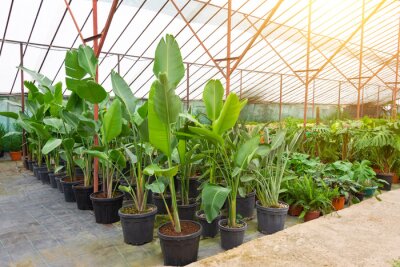 Papier peint  Strelitzia nicolai is grown in greenhouses in huge pots lined up for sale and landscaping parks, residential and office spaces. Plant growing industry for landscaping.