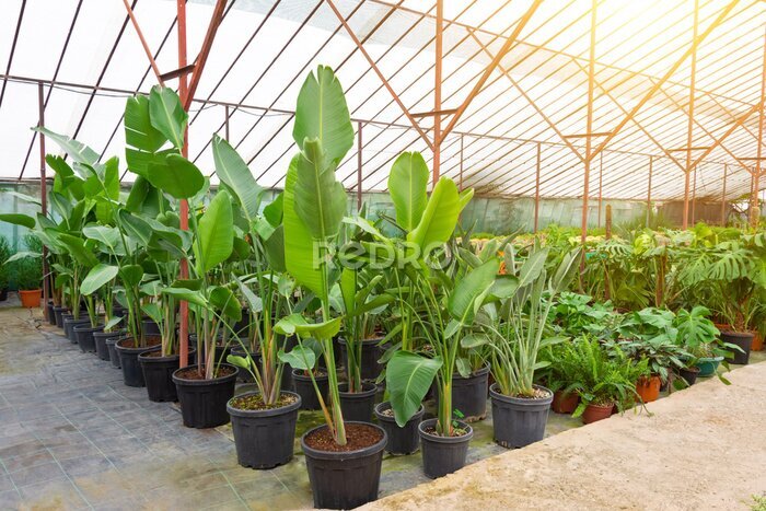 Papier peint  Strelitzia nicolai is grown in greenhouses in huge pots lined up for sale and landscaping parks, residential and office spaces. Plant growing industry for landscaping.
