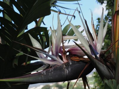Papier peint  Strelitzia Nicolai Large Bird of Paradise flower