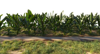 Papier peint  Strelitzia nicolai or bird of paradise grass and small plants along rural road