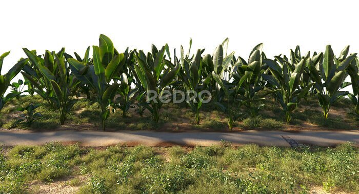Papier peint  Strelitzia nicolai or bird of paradise grass and small plants along rural road