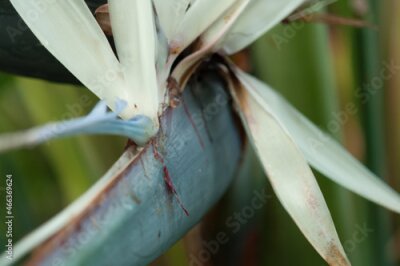 Papier peint  strelitzia nicolai or white bird of paradise up close