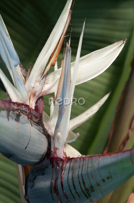 Papier peint  strelitzia nicolai or white bird of paradise up close
