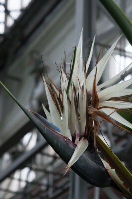 Papier peint  Strelitzia nicolai or wild banana (white bird of paradise) in bloom at the conservatory