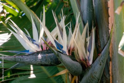 Papier peint  Strelitzia nicolai pertenece a la familia Strelitziaceae