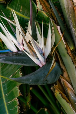Papier peint  Strelitzia nicolai pertenece a la familia Strelitziaceae