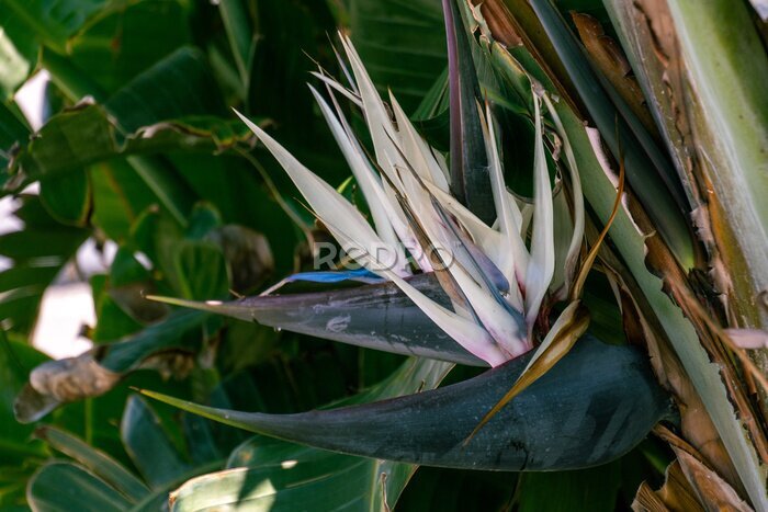 Papier peint  Strelitzia nicolai pertenece a la familia Strelitziaceae