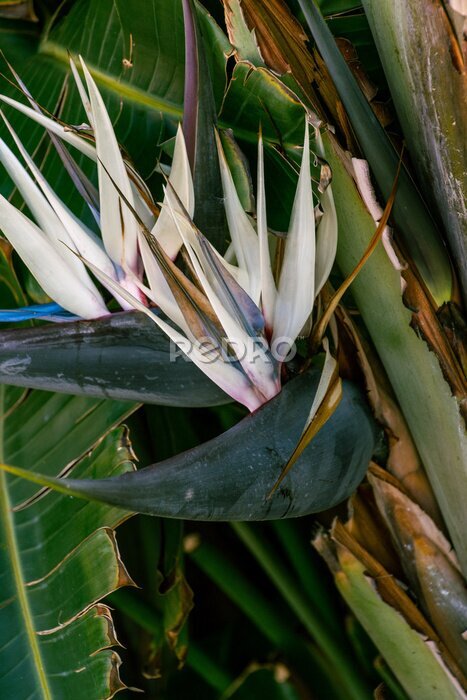 Papier peint  Strelitzia nicolai pertenece a la familia Strelitziaceae