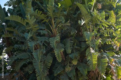 Papier peint  Strelitzia nicolai plant.