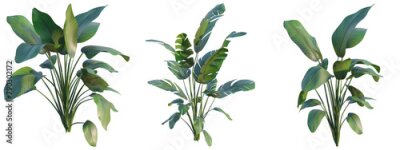 Papier peint  Strelitzia nicolai plant 4k png cutout