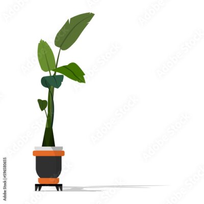 Papier peint  Strelitzia Nicolai plant house. comfortable plant, botanical leaf. Decorative floral art isolated on white background illustration, flyer, banner, social media. Flat illustration.