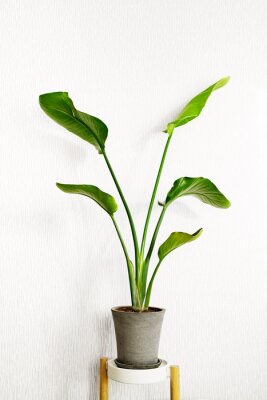 Papier peint  Strelitzia nicolai plant on a light background. Home plants care concept.