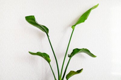 Papier peint  Strelitzia nicolai plant on a light background. Home plants care concept.