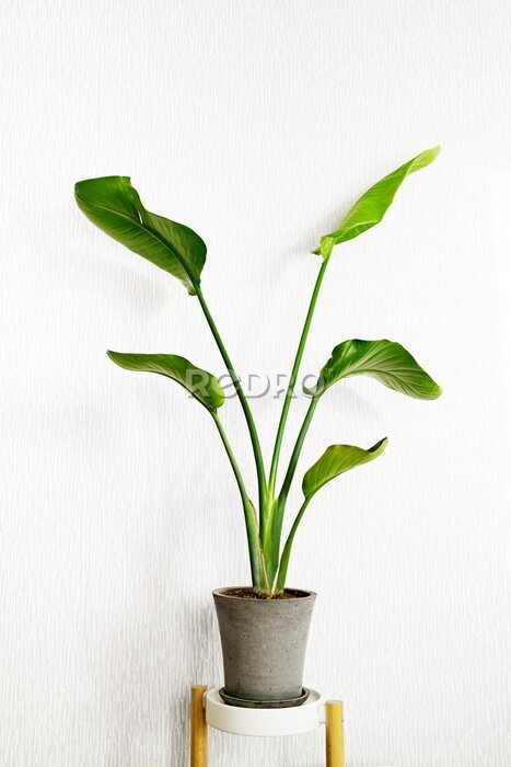 Papier peint  Strelitzia nicolai plant on a light background. Home plants care concept.