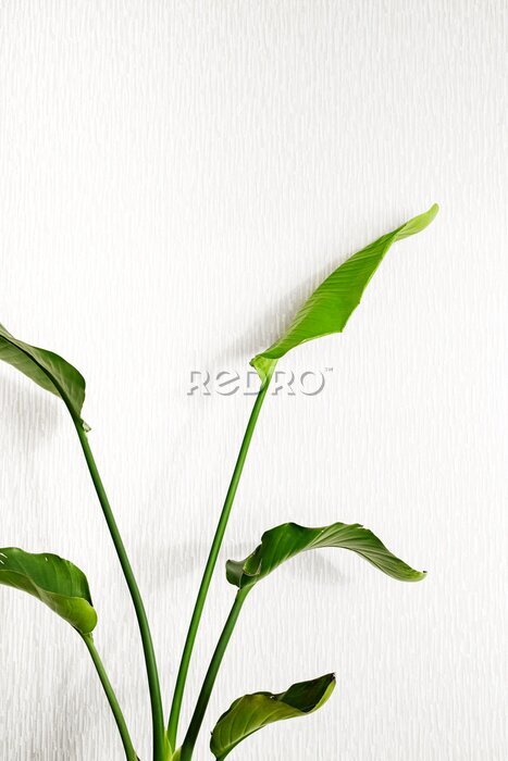 Papier peint  Strelitzia nicolai plant on a light background. Home plants care concept.