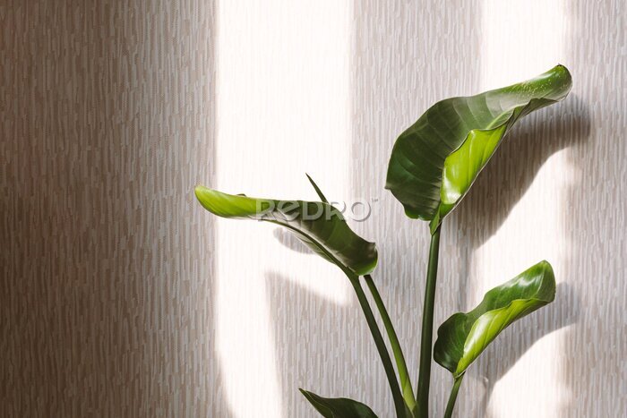 Papier peint  Strelitzia nicolai plant on a light background with hard shadows.Modern houseplants with Monstera plant, minimal creative home decor concept, garden room.