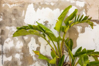 Papier peint  Strelitzia Nicolai plant on chipped wall background