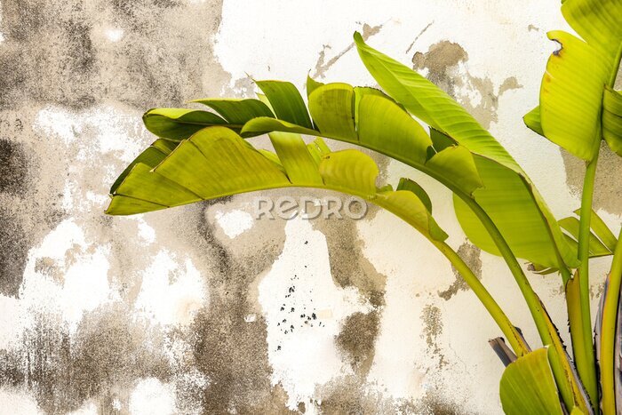 Papier peint  Strelitzia Nicolai plant on chipped wall background