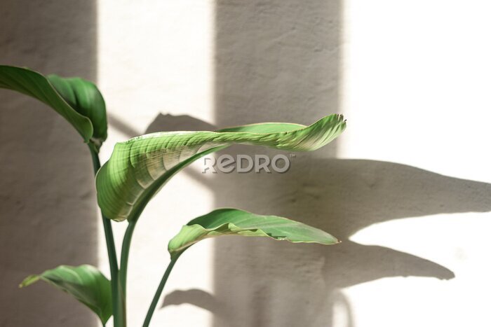 Papier peint  Strelitzia Nicolai plant stand on concrete wall background. Home gardening. Banner with copy space.