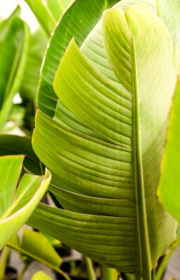 Papier peint  Strelitzia Nicolai plants in the garden