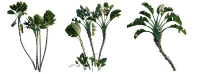 Papier peint  Strelitzia nicolai png transparent