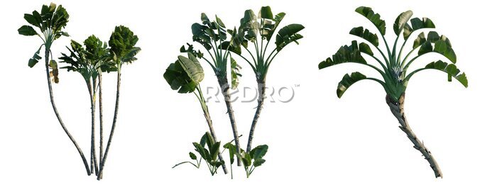 Papier peint  Strelitzia nicolai png transparent