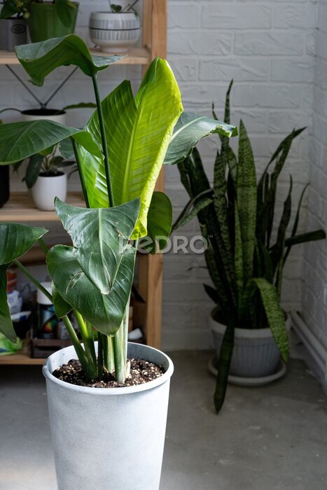 Papier peint  Strelitzia nicolai royal close-up in the interior. Houseplant Growing and caring for indoor plant