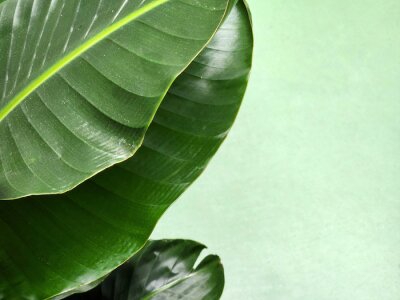 Papier peint  Strelitzia nicolai. Strelitzia leaf. Green leaf of a houseplant. Vegetable green background