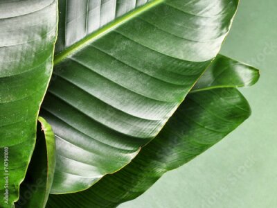 Papier peint  Strelitzia nicolai. Strelitzia leaf. Green leaf of a houseplant. Vegetable green background
