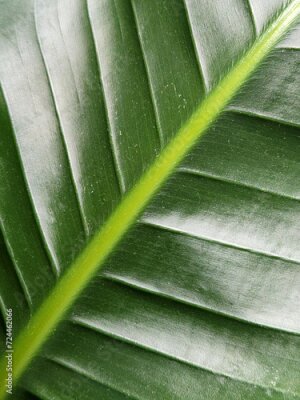 Papier peint  Strelitzia nicolai. Strelitzia leaf. Green leaf of a houseplant. Vegetable green background