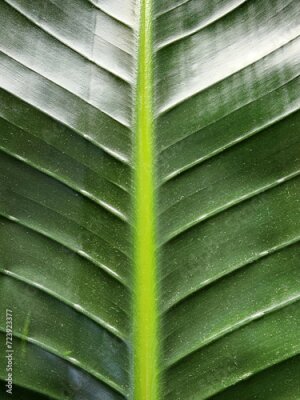 Papier peint  Strelitzia nicolai. Strelitzia leaf. Green leaf of a houseplant. Vegetable green background