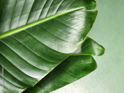Papier peint  Strelitzia nicolai. Strelitzia leaf. Green leaf of a houseplant. Vegetable green background