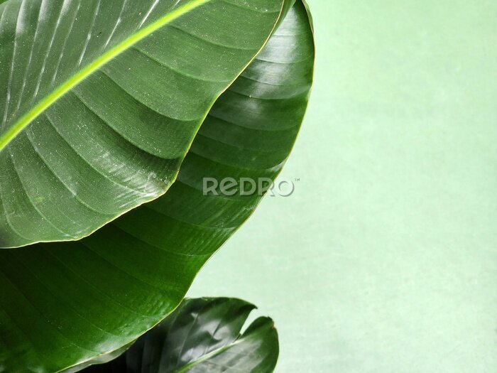 Papier peint  Strelitzia nicolai. Strelitzia leaf. Green leaf of a houseplant. Vegetable green background